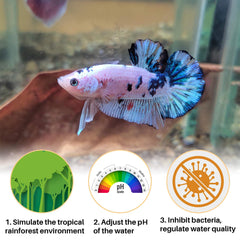 Sukh Indian almond leaves lowering pH to natural aging water balance