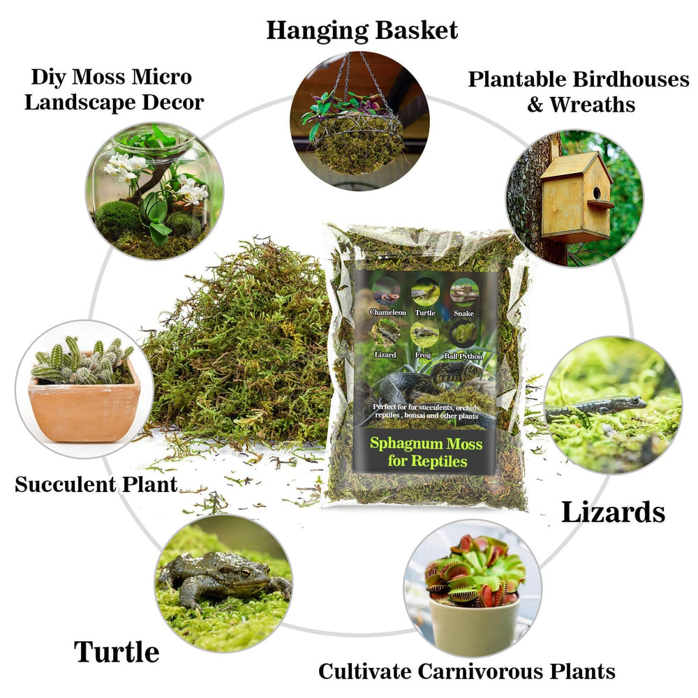 Sukh musgo sphagnum, uso en incubación con humedad estable.
