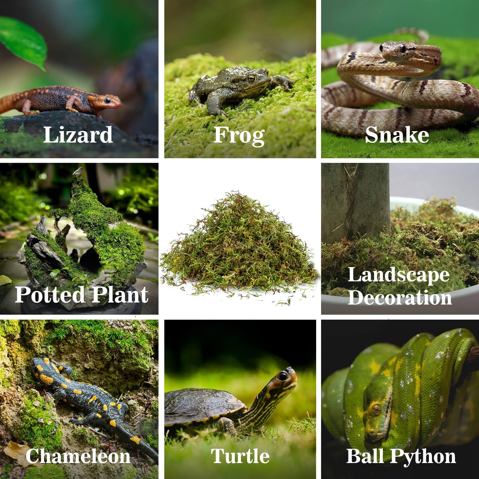 Sukh musgo sphagnum, facilita mantenimiento y control de humedad en el terrario.