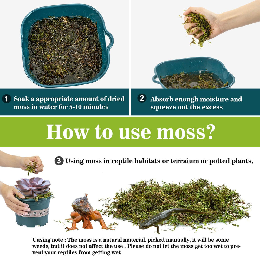 Sukh musgo sphagnum, sustrato suave para reptiles que requieren humedad.