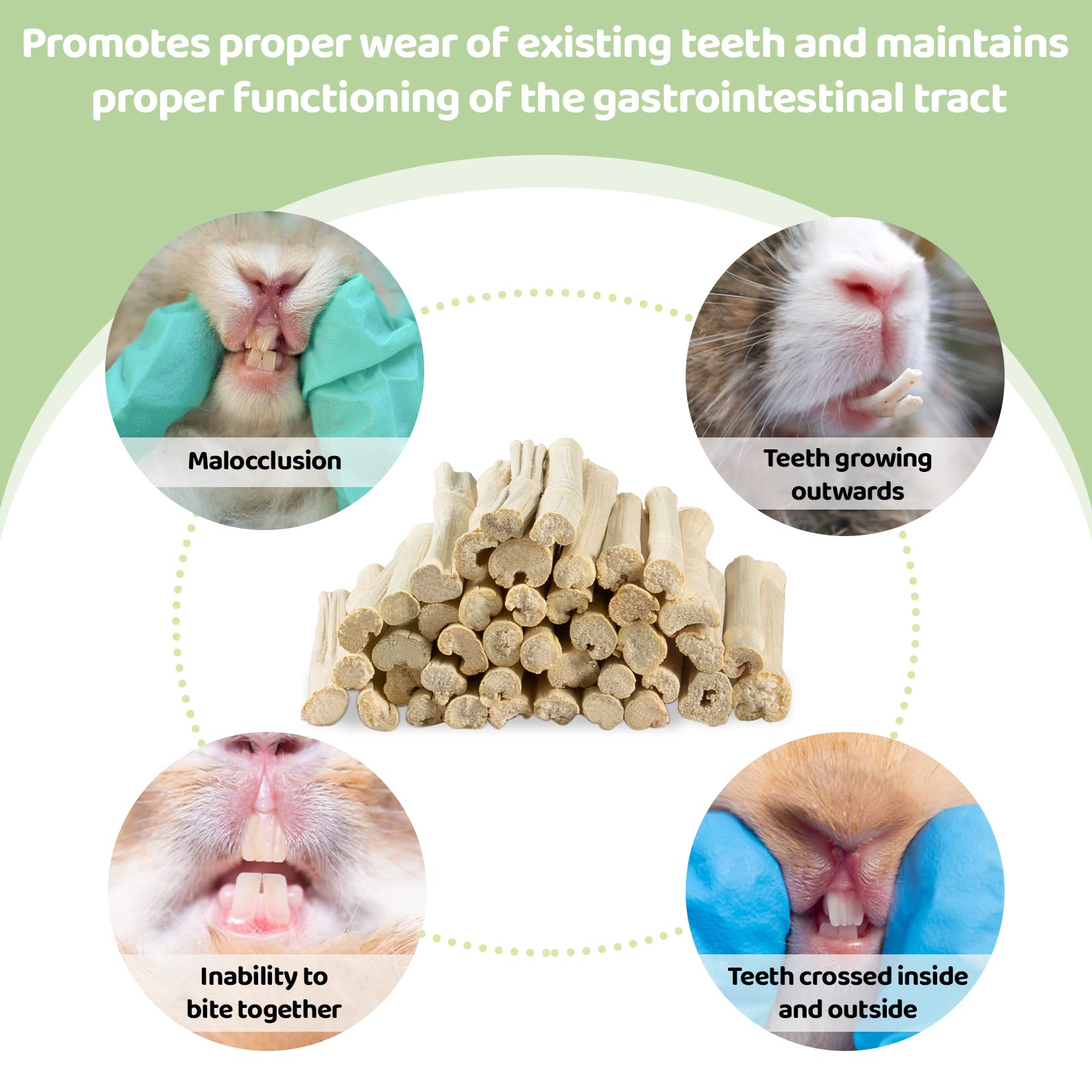 Sukh Small-pet bunny chewing image shows enrichment and bonding during play.