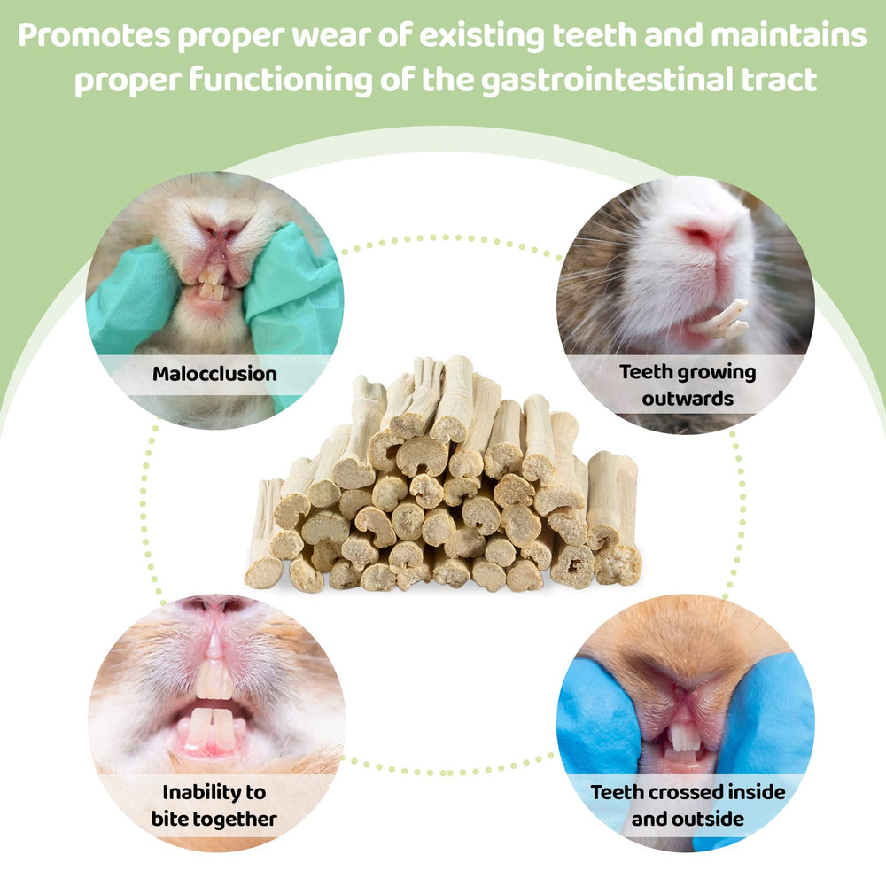 Sukh Small-pet bunny chewing image shows enrichment and bonding during play.