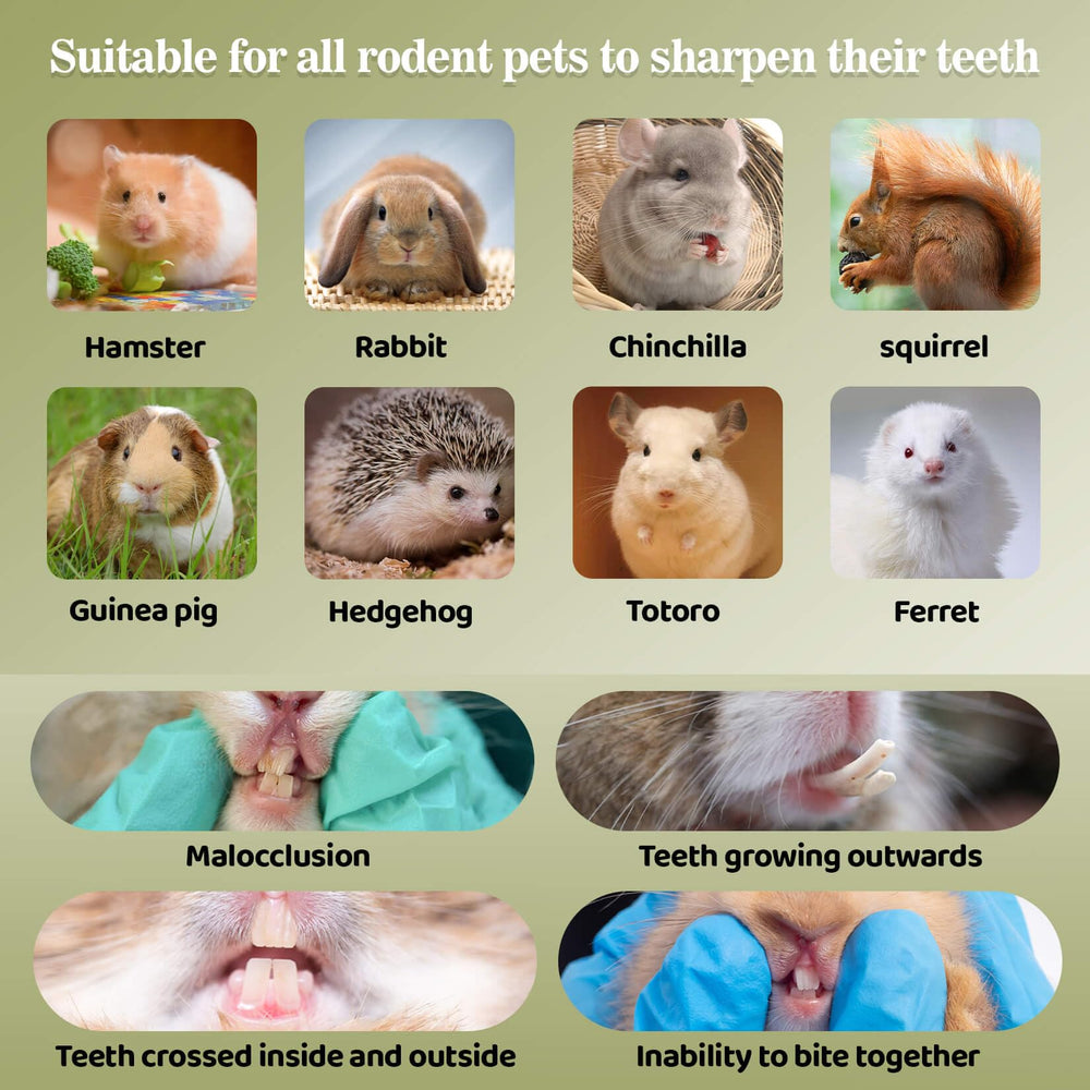 Sukh small-pet dental-wear closeup demonstrates timothy hay benefits for teeth.