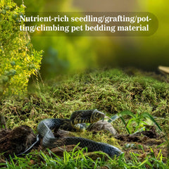 Sukh Sphagnum Moss for Reptiles creates soft hiding spots for natural burrowing.