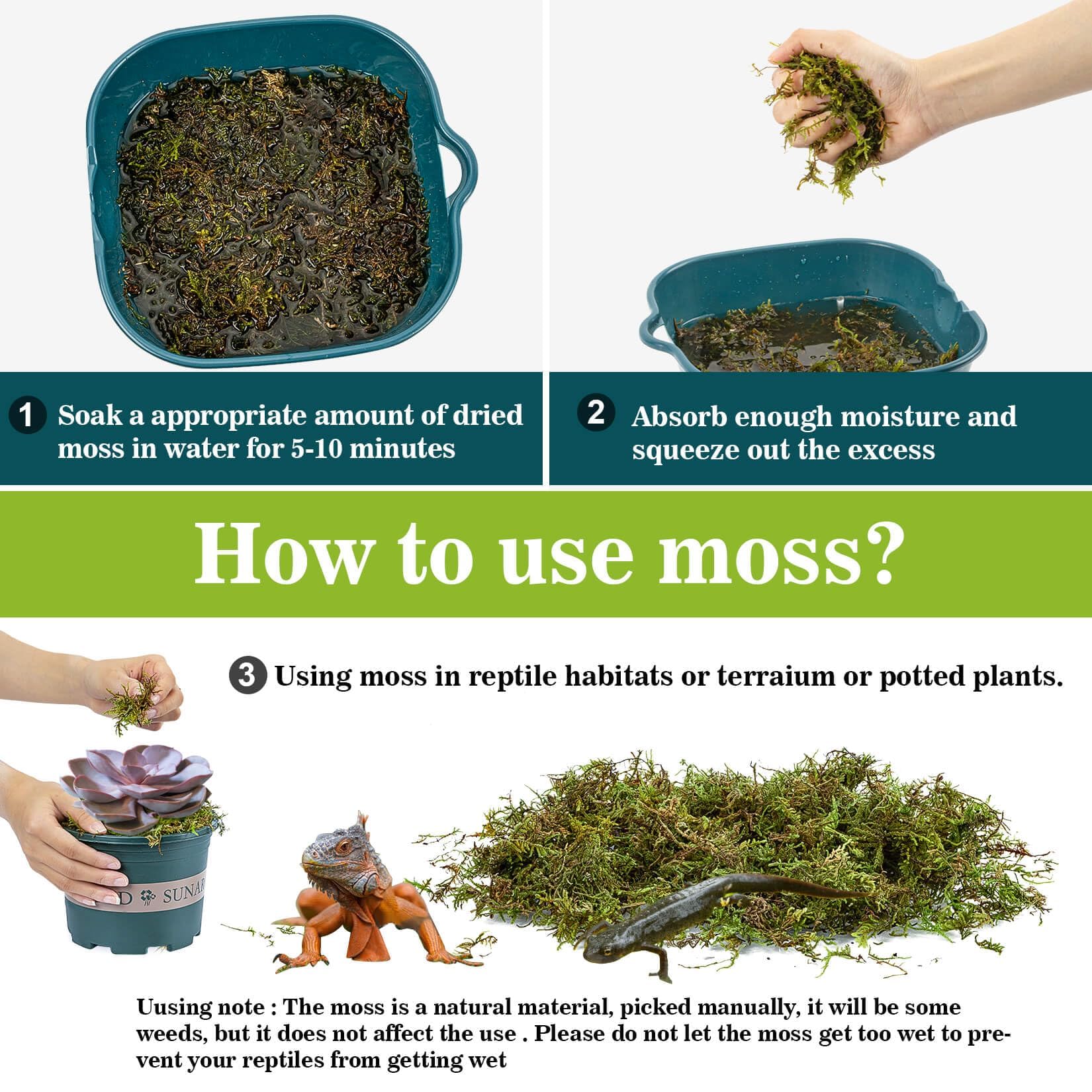 Sukh Sphagnum Moss for Reptiles acts as humidity-friendly substrate for tropical reptiles.