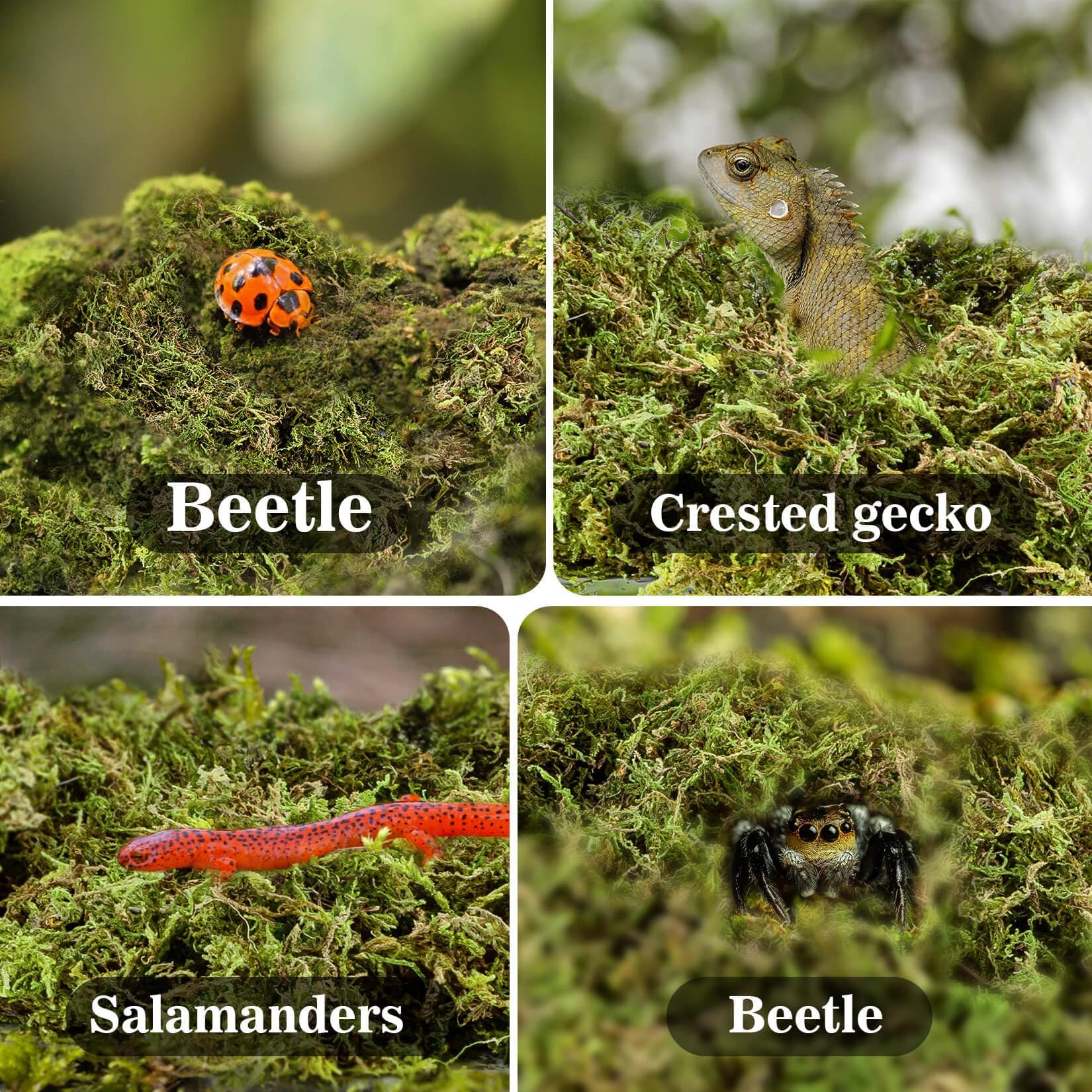 Sukh Sphagnum Moss maintenance tips help keep the enclosure clean.