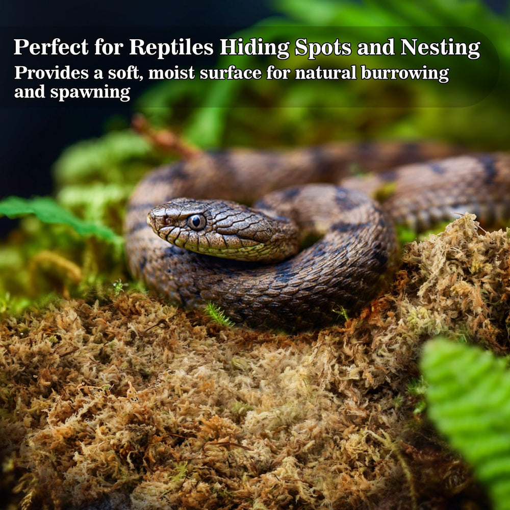 Sukh Sphagnum Moss shows moisture retention for tropical enclosure scenarios.