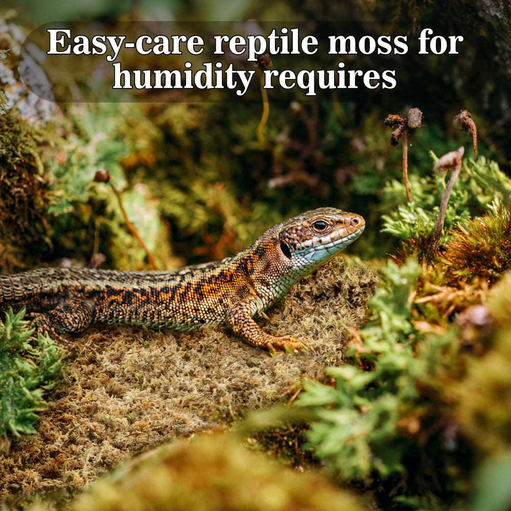 Sukh Sphagnum Moss terrarium decor image illustrating natural-looking substrate in enclosure.