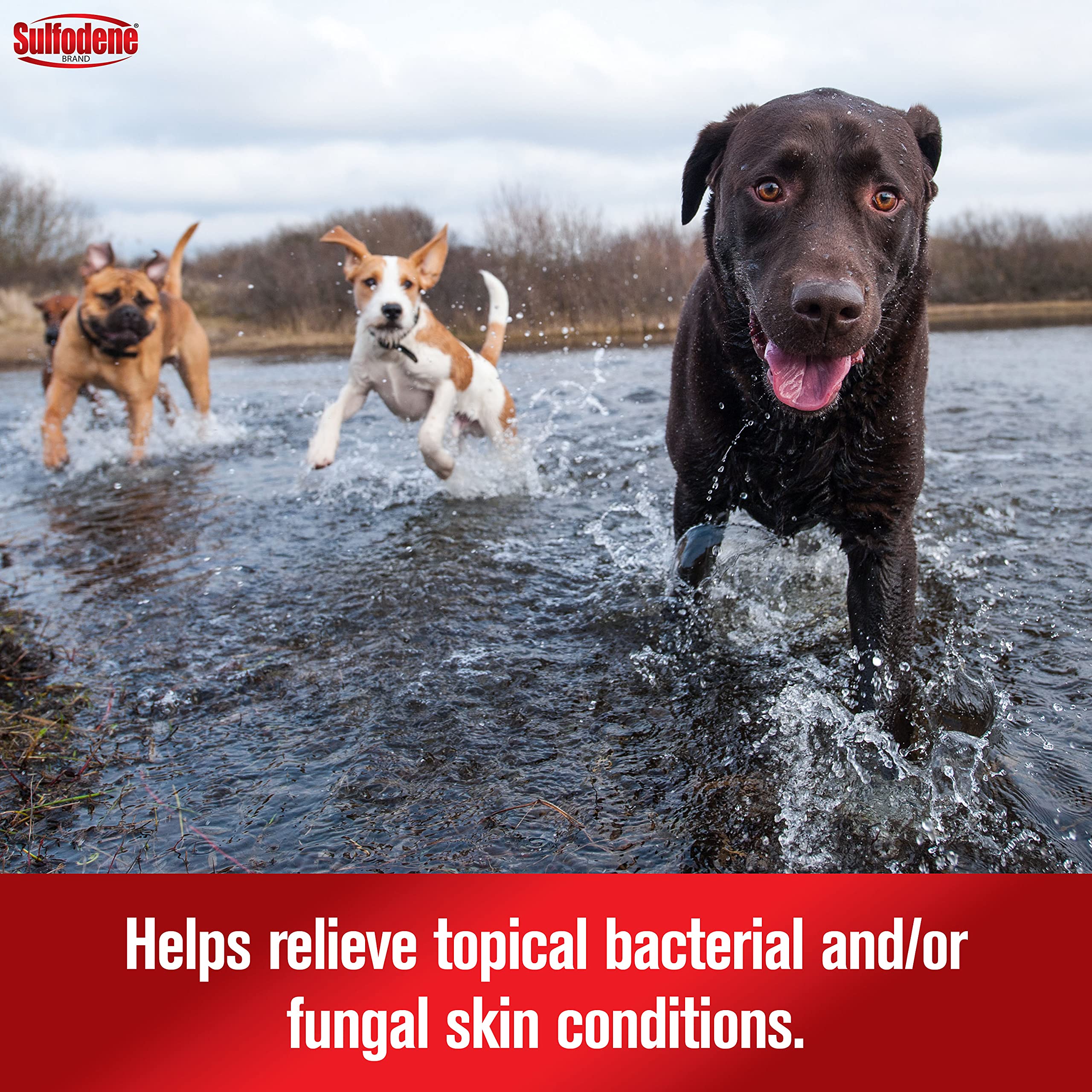 Sulfodene barrier action protects dog skin from flies and germs.