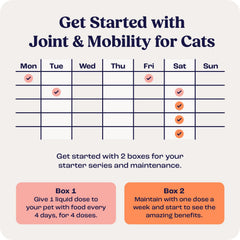 Summit Animal Health cat enjoying active life illustration