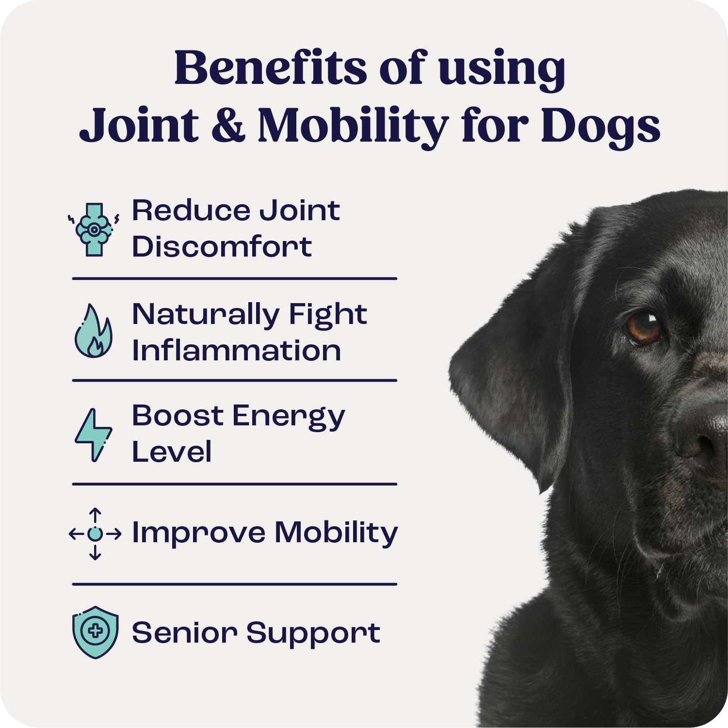 Pouring Summit Canine Joint liquid shows easy administration for daily routines.