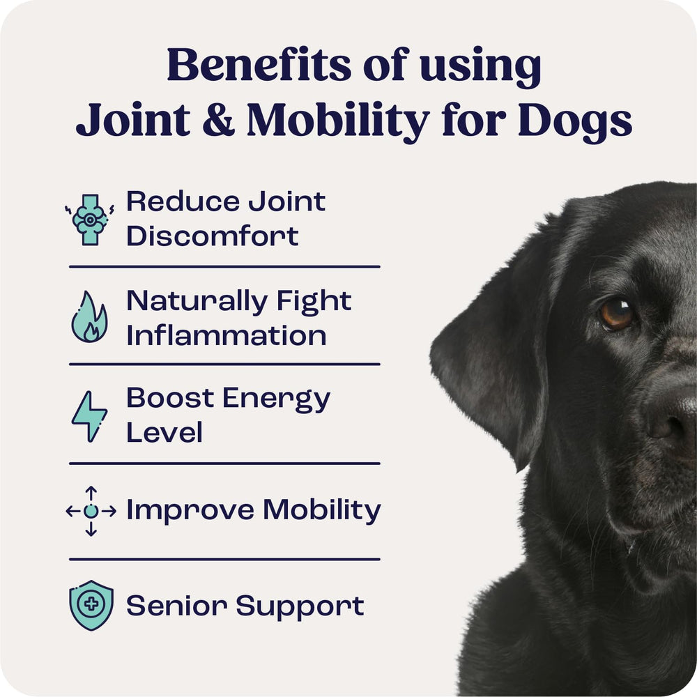 Pouring Summit Canine Joint liquid shows easy administration for daily routines.