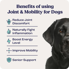 Pouring Summit Canine Joint liquid shows easy administration for daily routines.