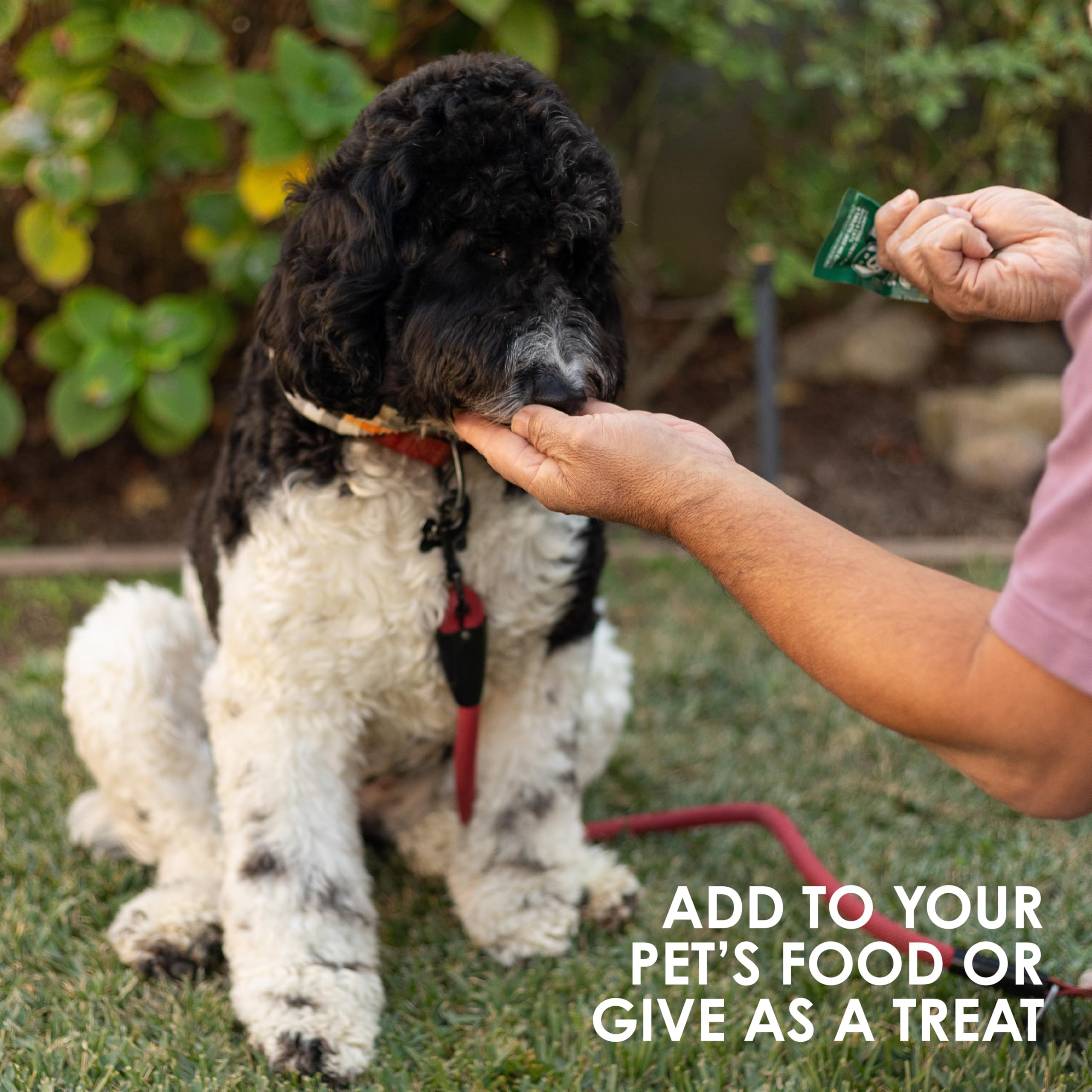 Sun Chlorella Sun Pet Treats arranged on a dish for daily feeding