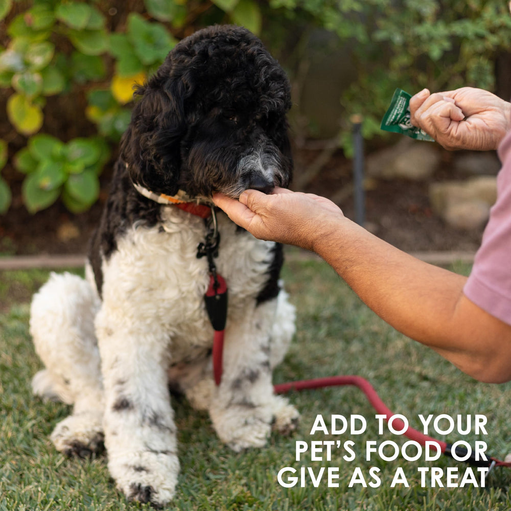 Sun Chlorella Sun Pet Treats arranged on a dish for daily feeding