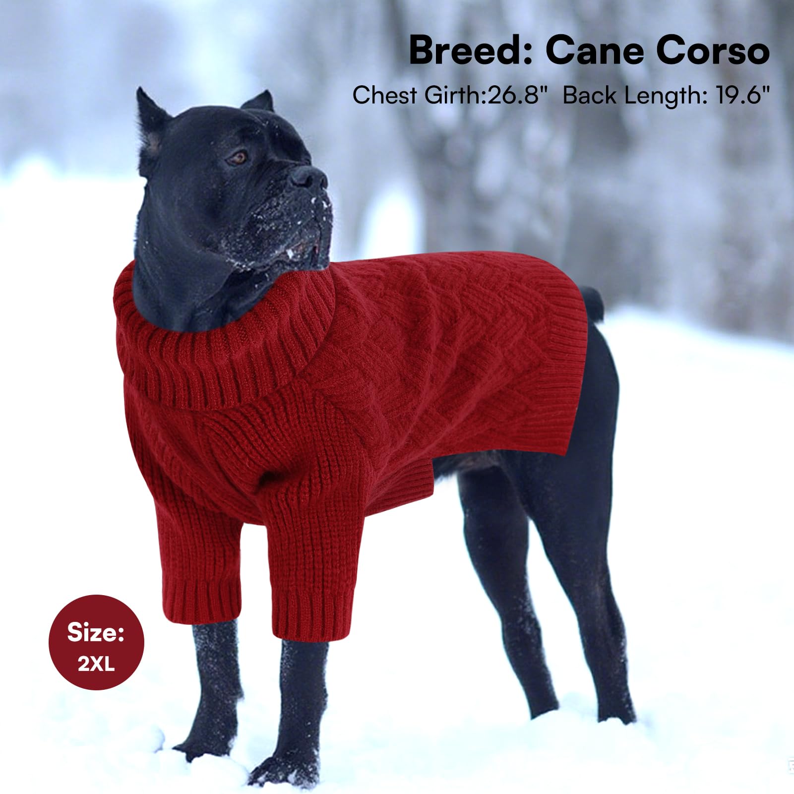 SUNFURA XS dog winter outfit on puppy ready for chilly walks.