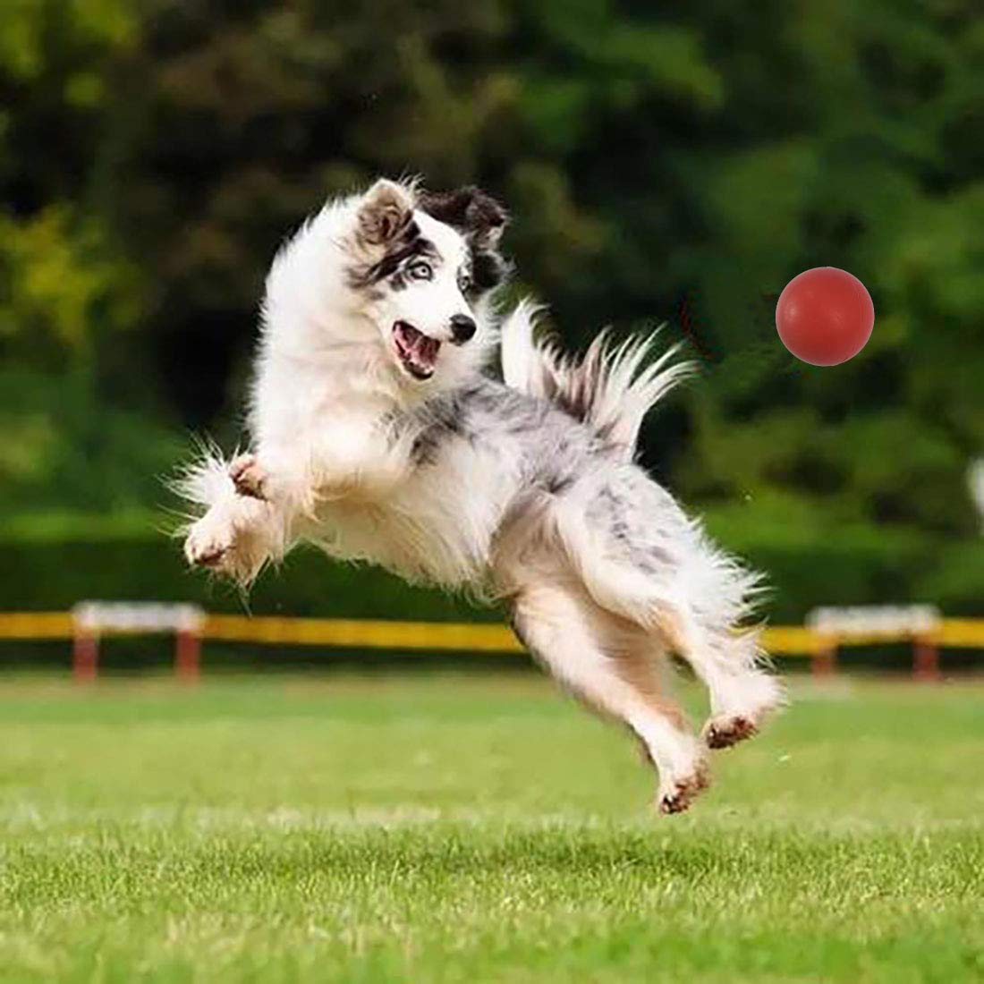 Sunglow ball provides mental stimulation during training and fetch routines