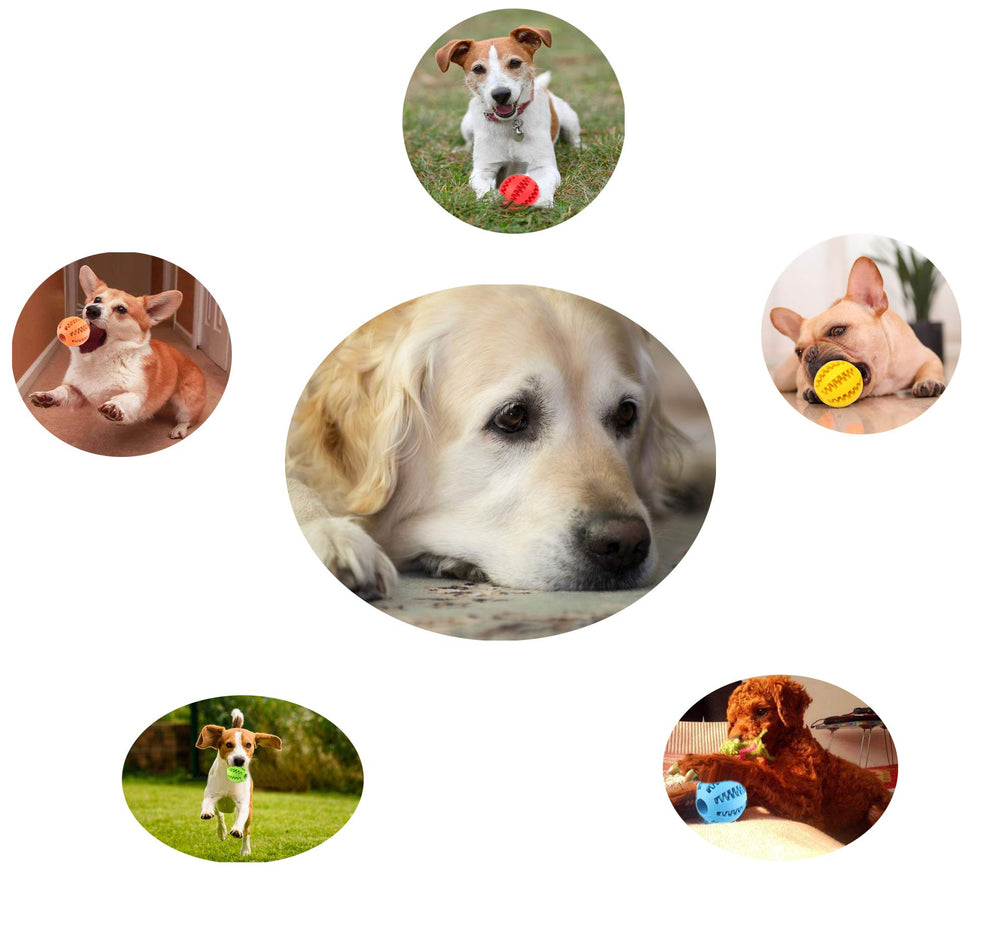 Sunglow two-pack packaging highlights value and versatility for all dog sizes.