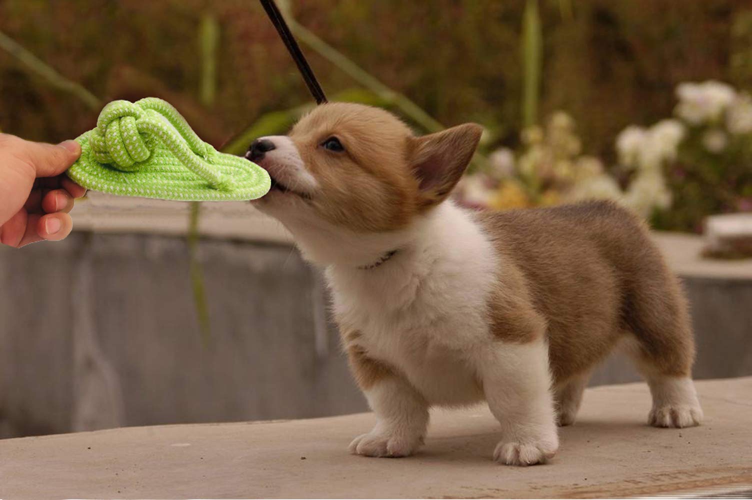 Sunglow training play scene highlighting interactive fun