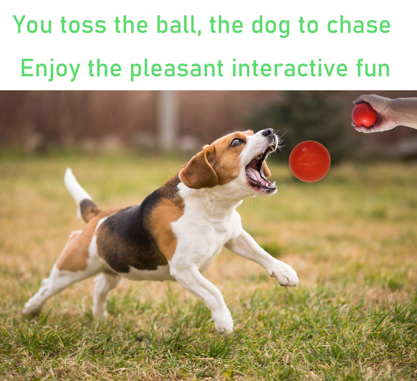 Sunglow ball made from non-toxic natural rubber for safe chewing sessions