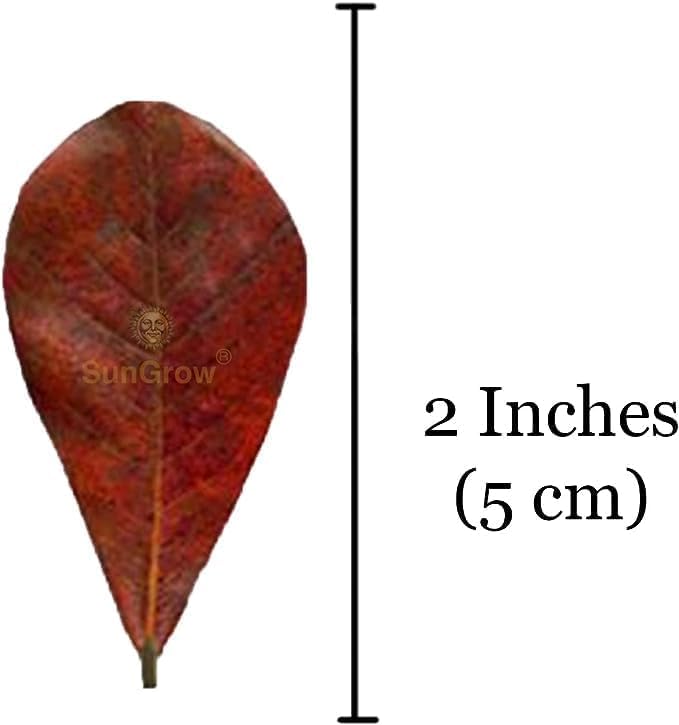 SunGrow 50-pcs Catappa leaves for betta care and water condition support