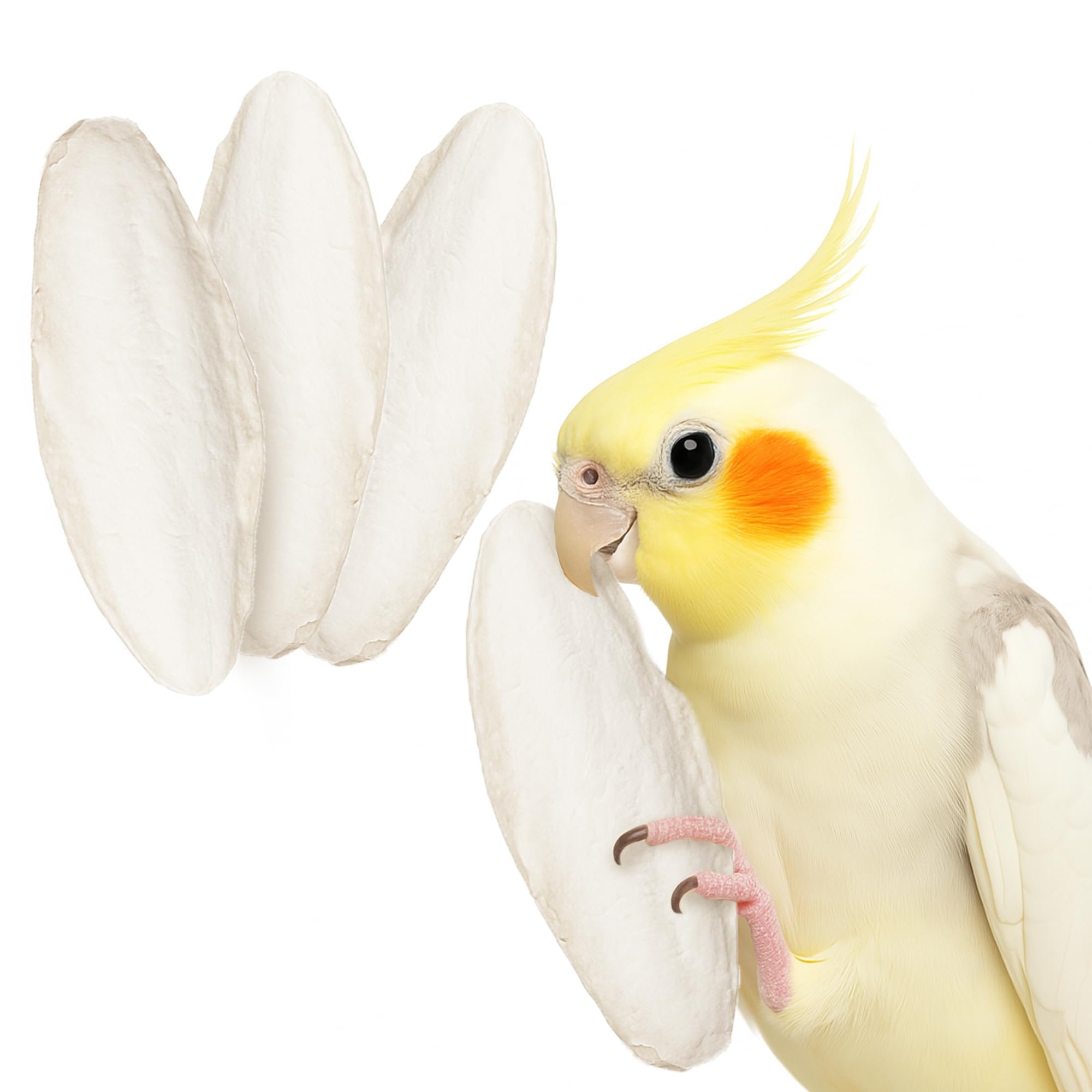 SunGrow 6inch cuttlebone egg-shell support for female cockatiels during laying