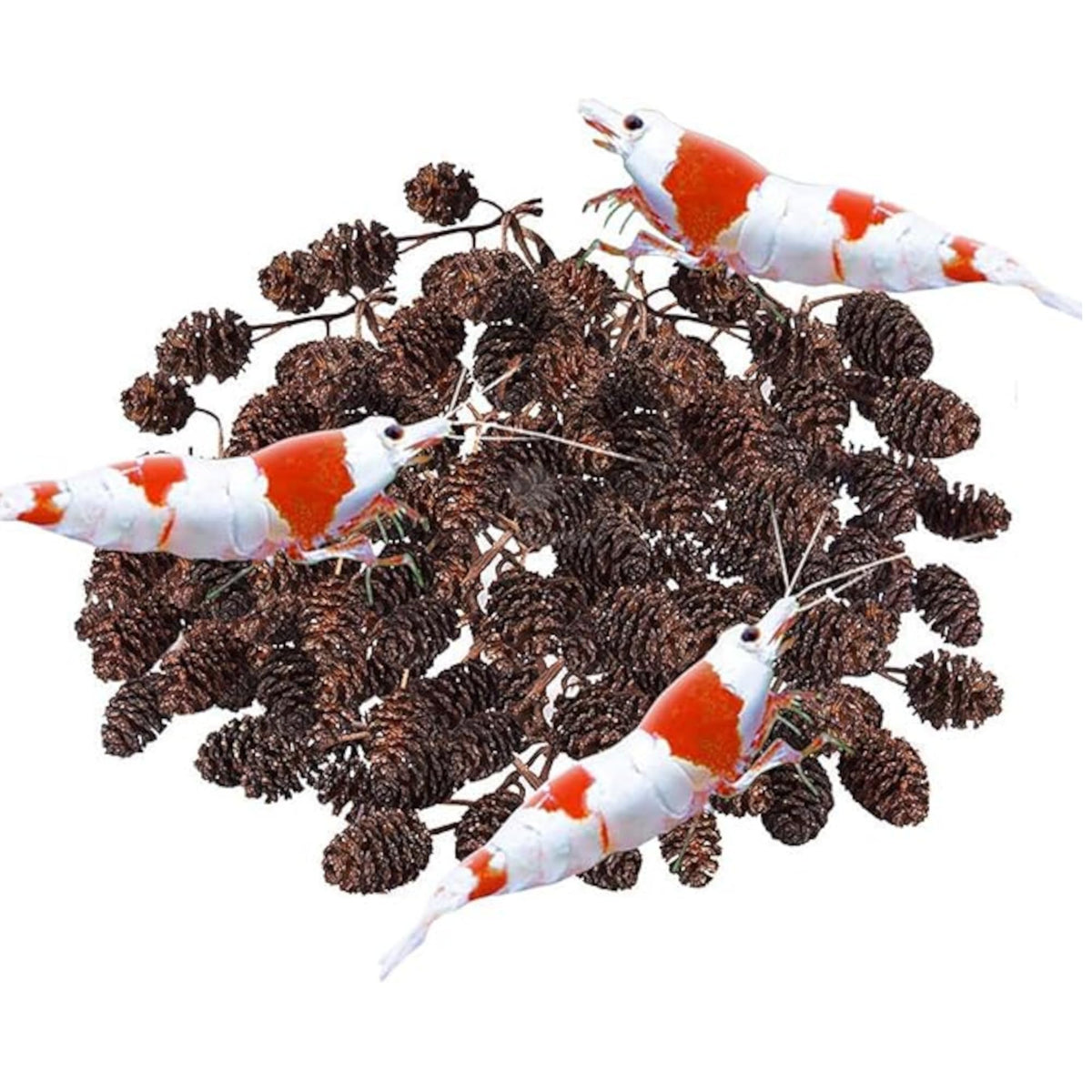 SunGrow Alder Cones close-up showing natural texture for shrimp habitat enrichment.