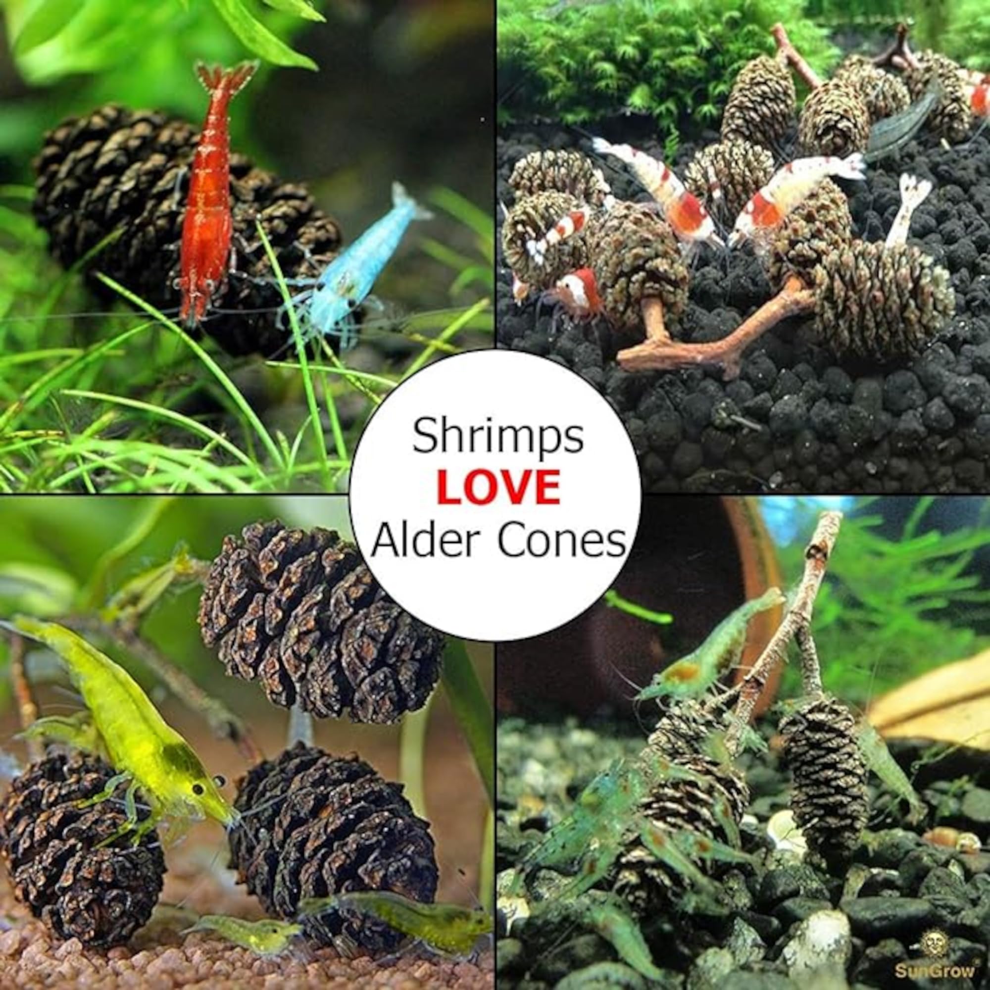 SunGrow Alder Cones in tank decor adding natural look and habitat elements.