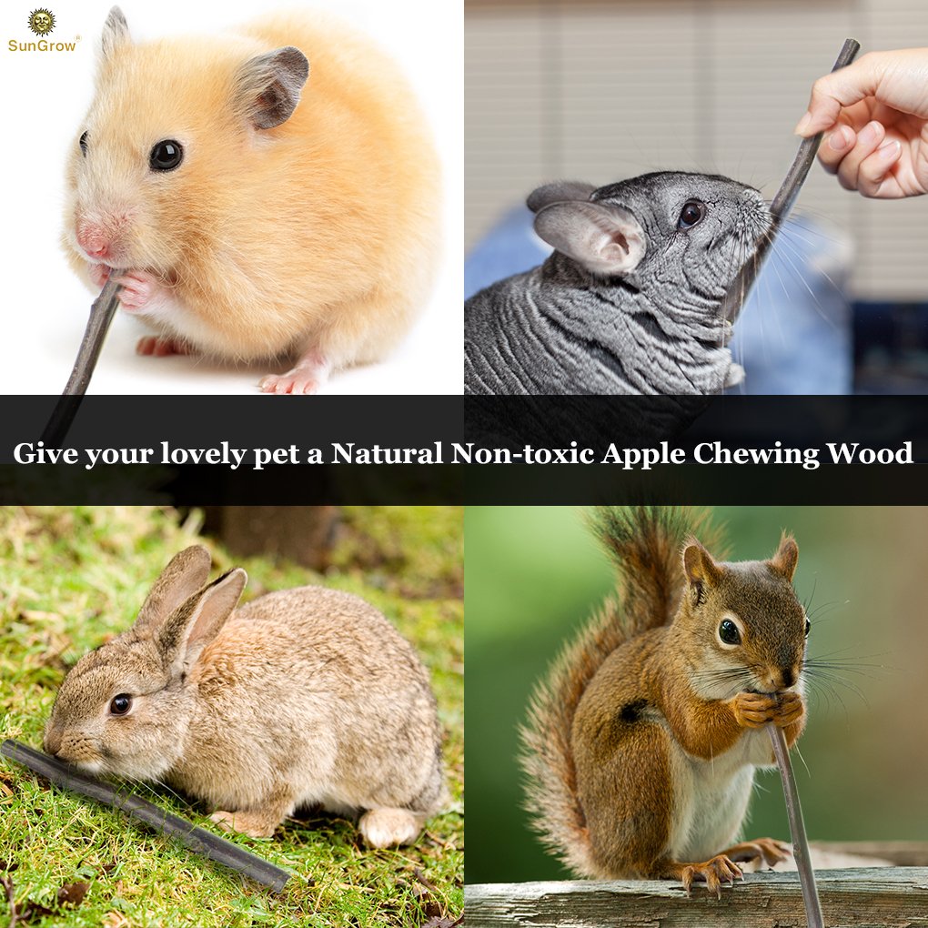 SunGrow Apple Sticks in a habitat promoting digestion through roughage.