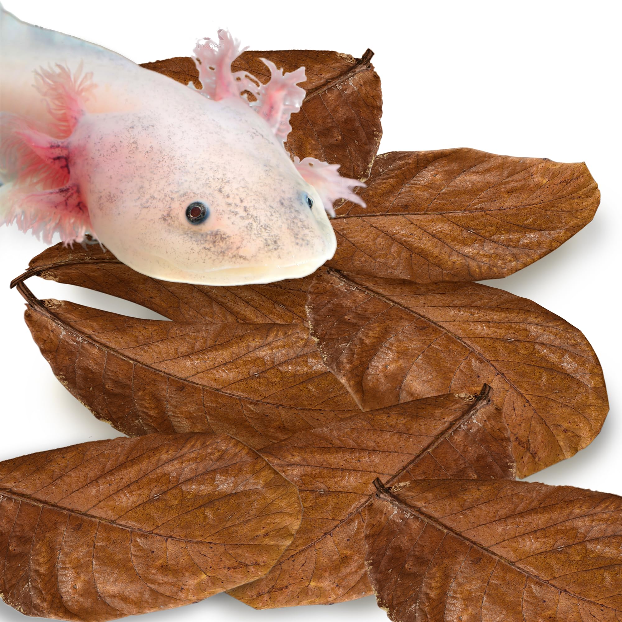 SunGrow axolotl leaves in tank provide natural shelter and water tint.