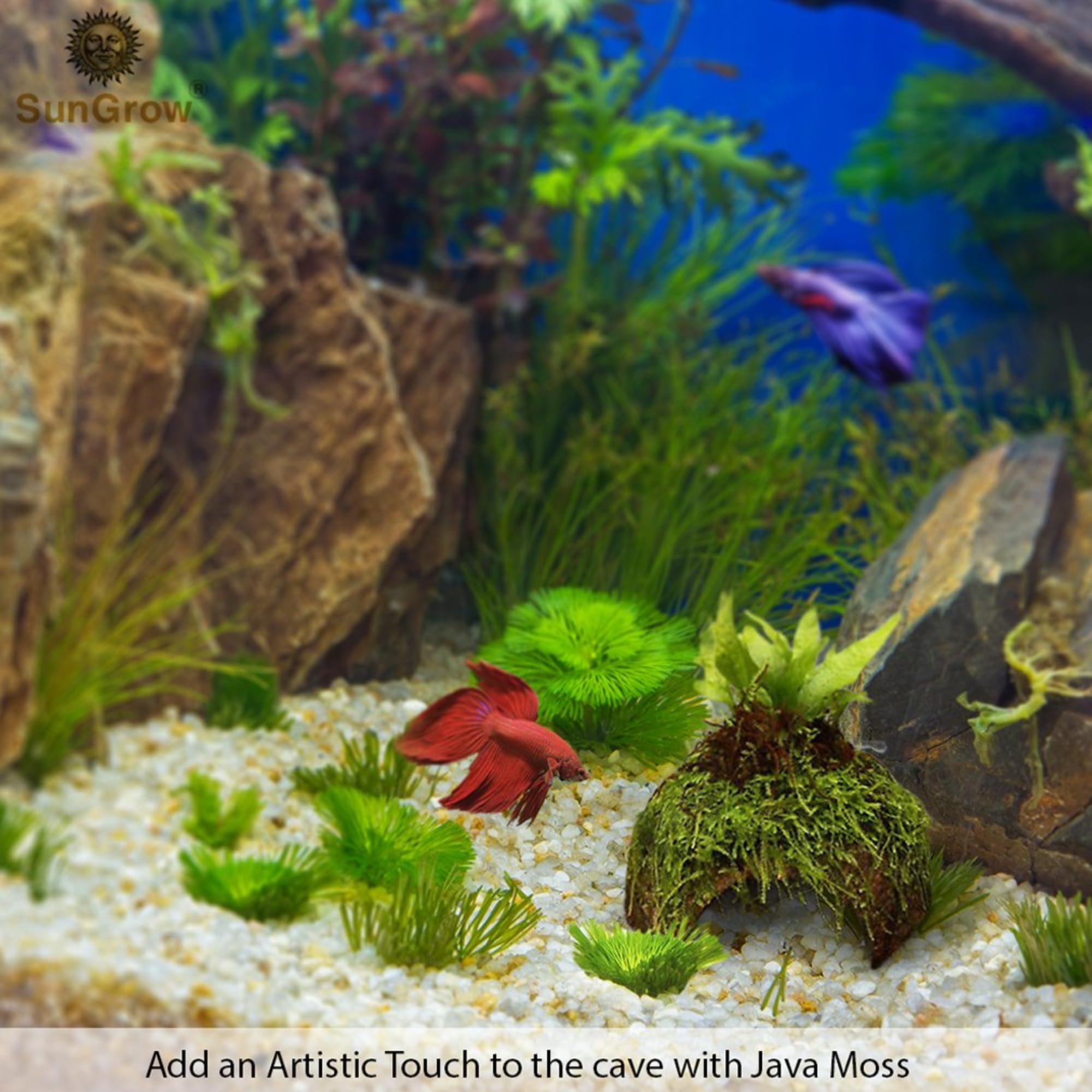 SunGrow Betta Cave interior-detail frame emphasizes smooth-edge coconut-shell texture.