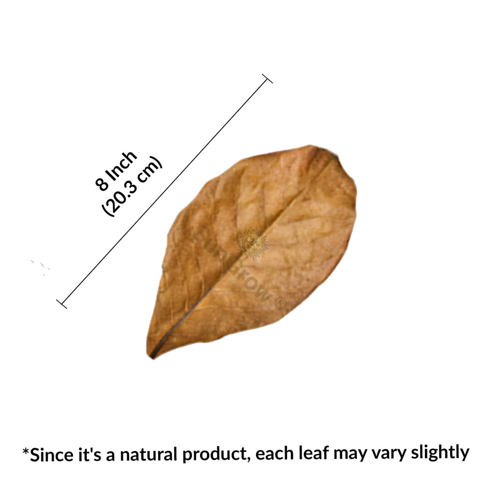 SunGrow Betta Leaves provide natural tannins for conditioning