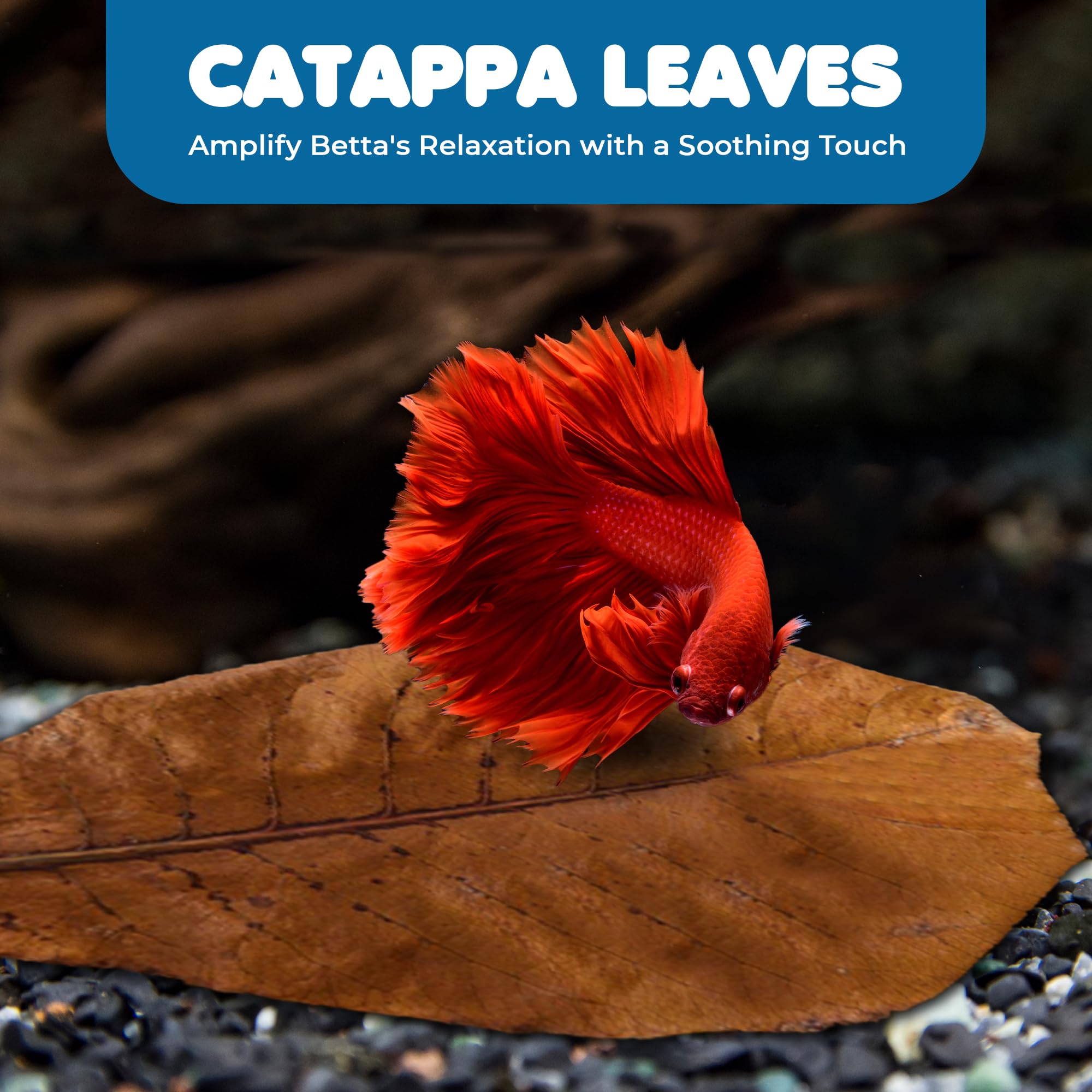 SunGrow Betta Leaves easy drop-in preparation