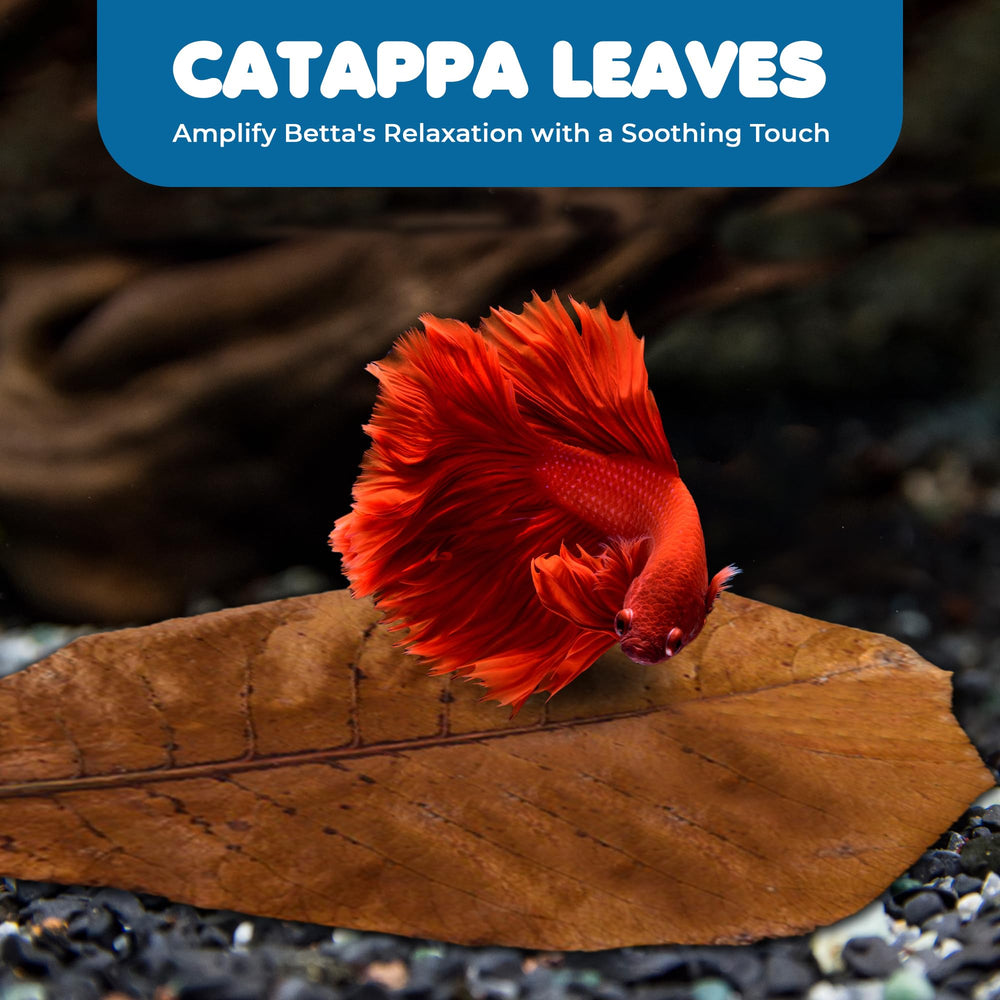 SunGrow Betta Leaves easy drop-in preparation