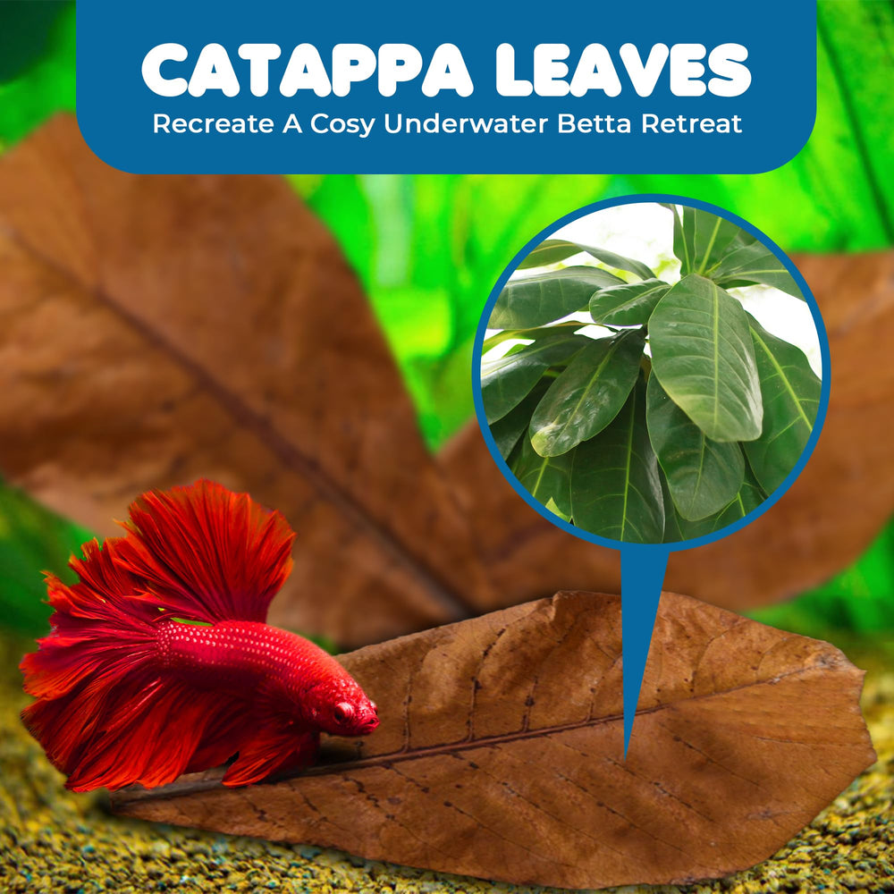 SunGrow Betta Leaves in tea-colored water providing natural habitat cue