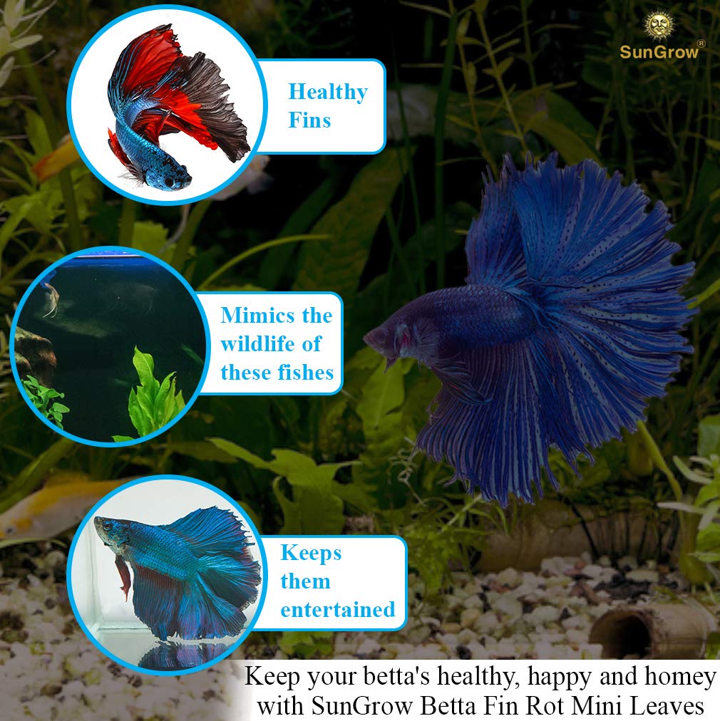 SunGrow Betta tank setup with Catappa leaves offers shelter and spawning-friendly cover