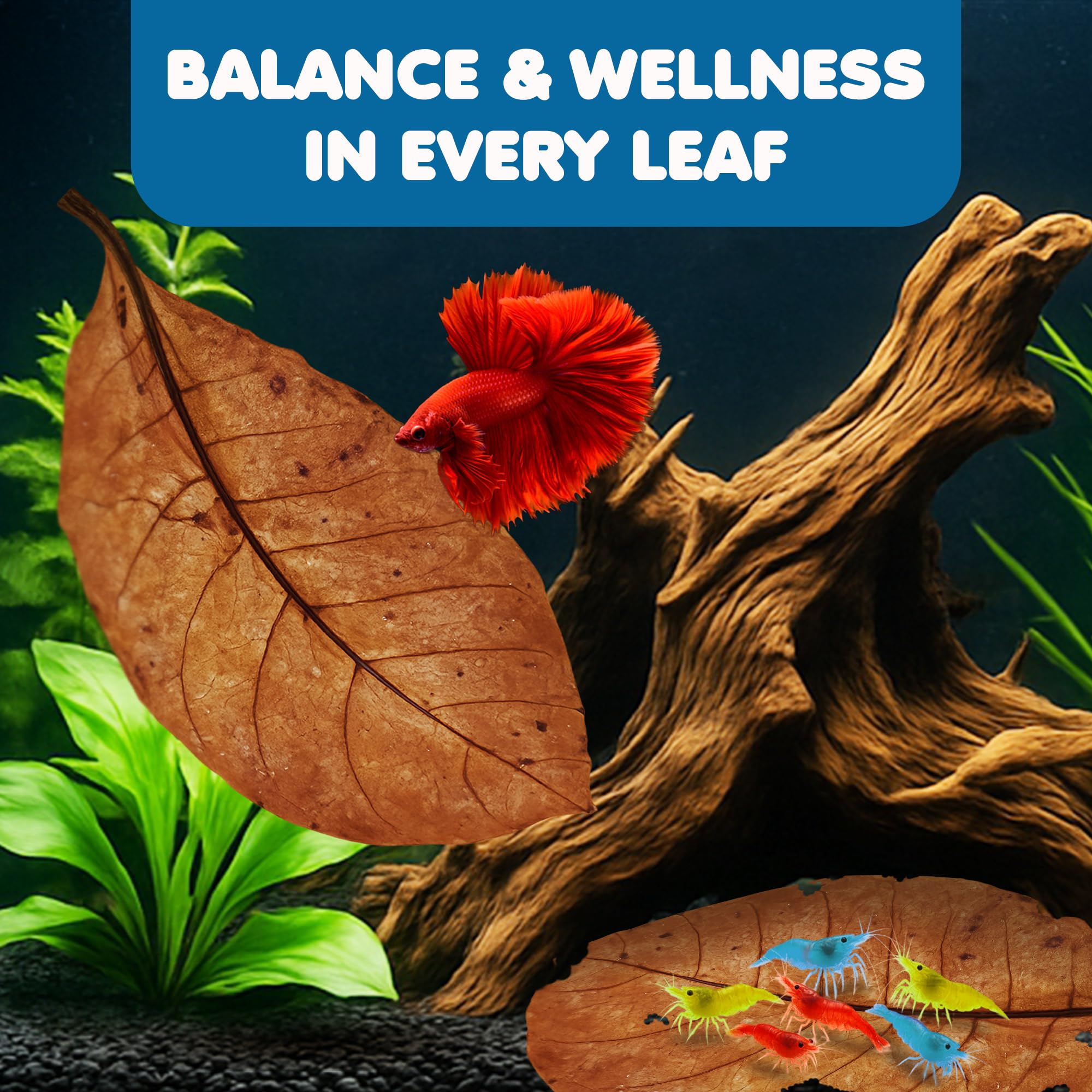 SunGrow Catappa leaves in betta tank support balanced water and appetite potential.