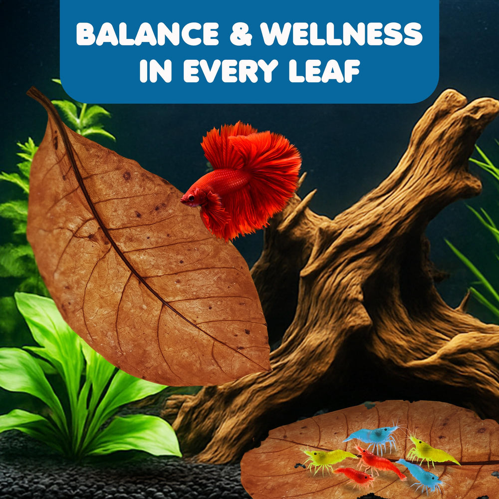 SunGrow Catappa leaves in betta tank support balanced water and appetite potential.
