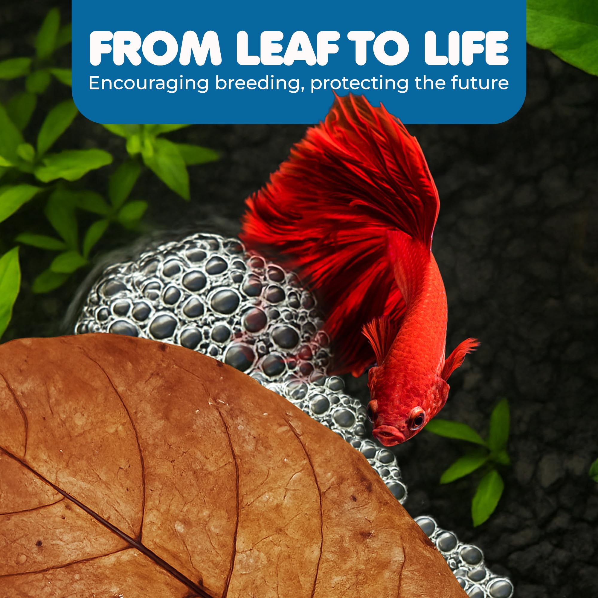 SunGrow Catappa leaves aiding breeding with bubble nests in a tropical tank.