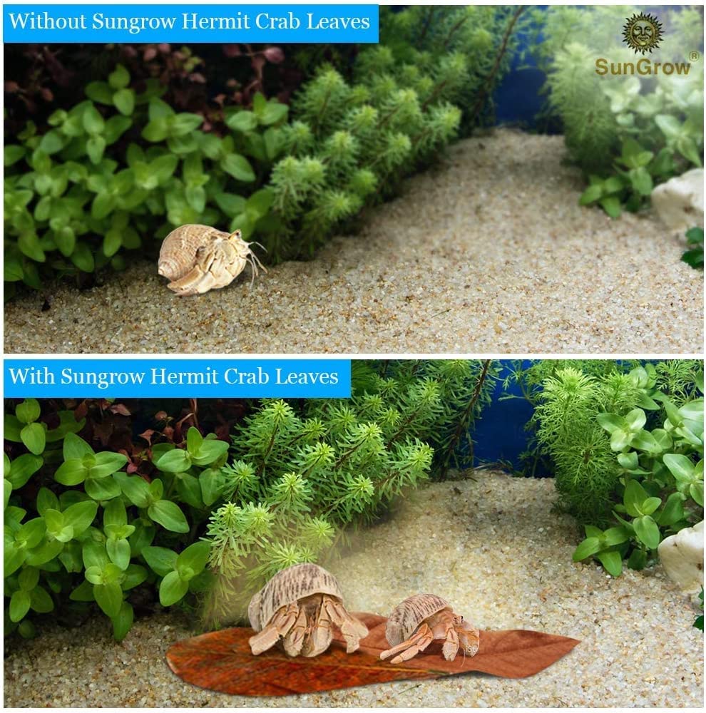 SunGrow catappa leaves display in betta jar for habitat.