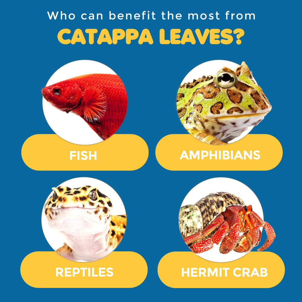 SunGrow catappa leaves bettas nest scene promotes bubble nests and breeding-friendly environment.