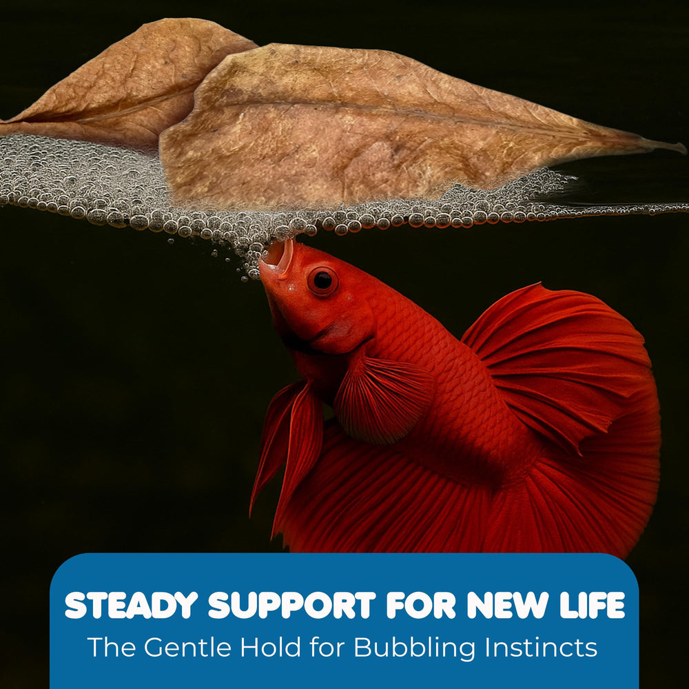 SunGrow Catappa leaves breeding-nest setup shows natural anchor points for bubble nests