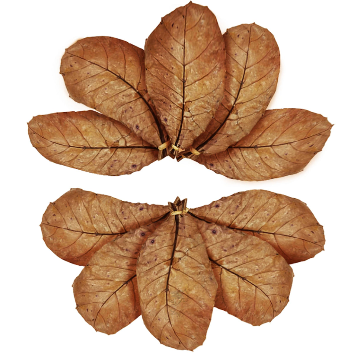 SunGrow Catappa leaves bundle in tank for natural ambiance and gentle water tint.