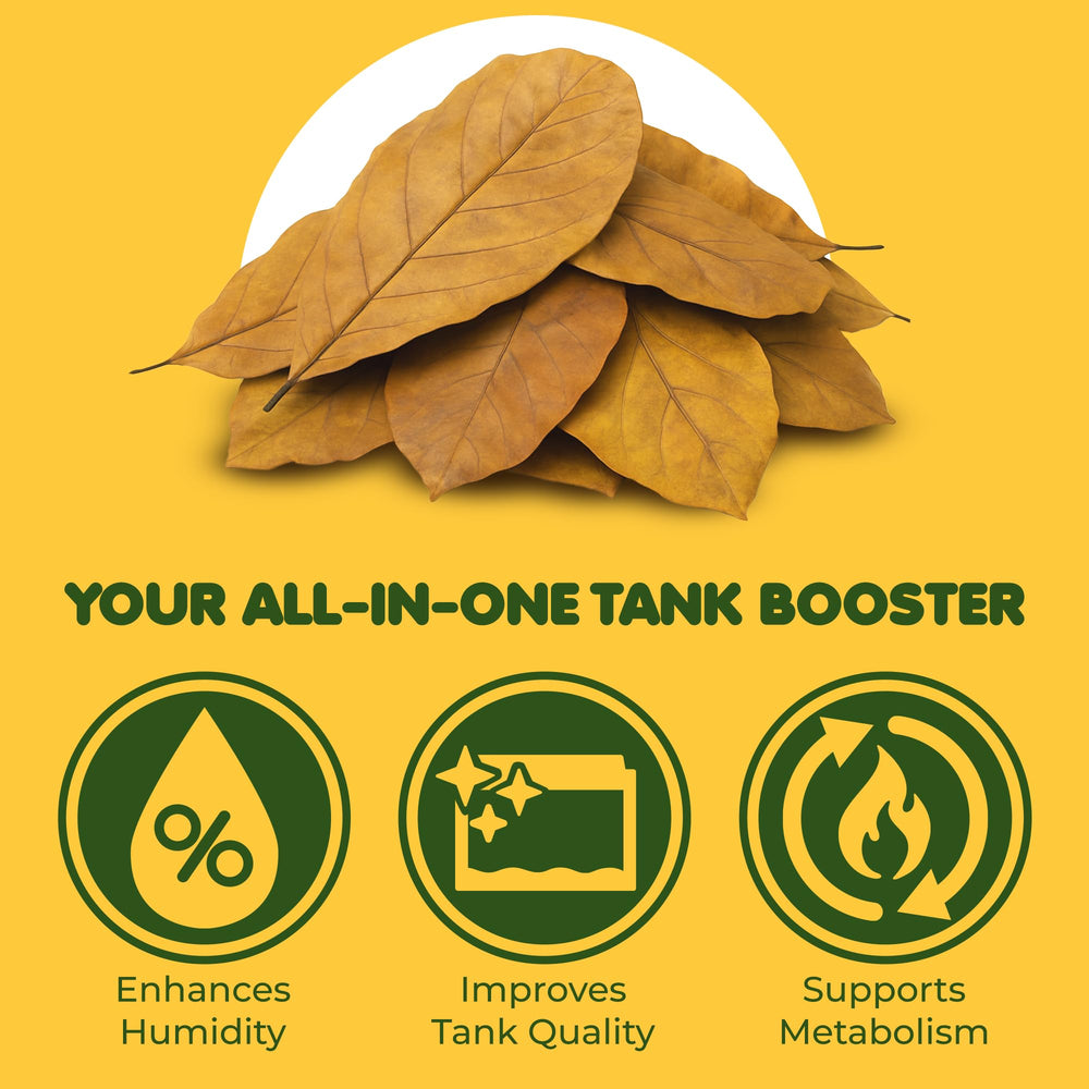 SunGrow catappa leaves crab-treat closeup shows natural nibble for crabs.