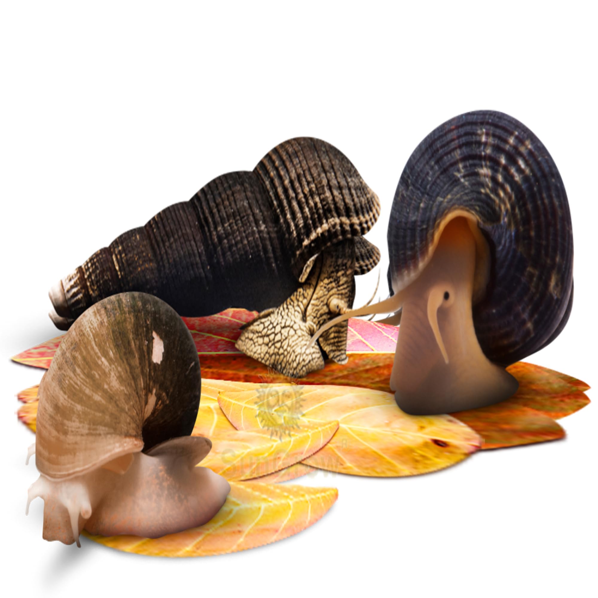 SunGrow catappa leaves hide-nest shows snail shelter and spawning-friendly habitat.