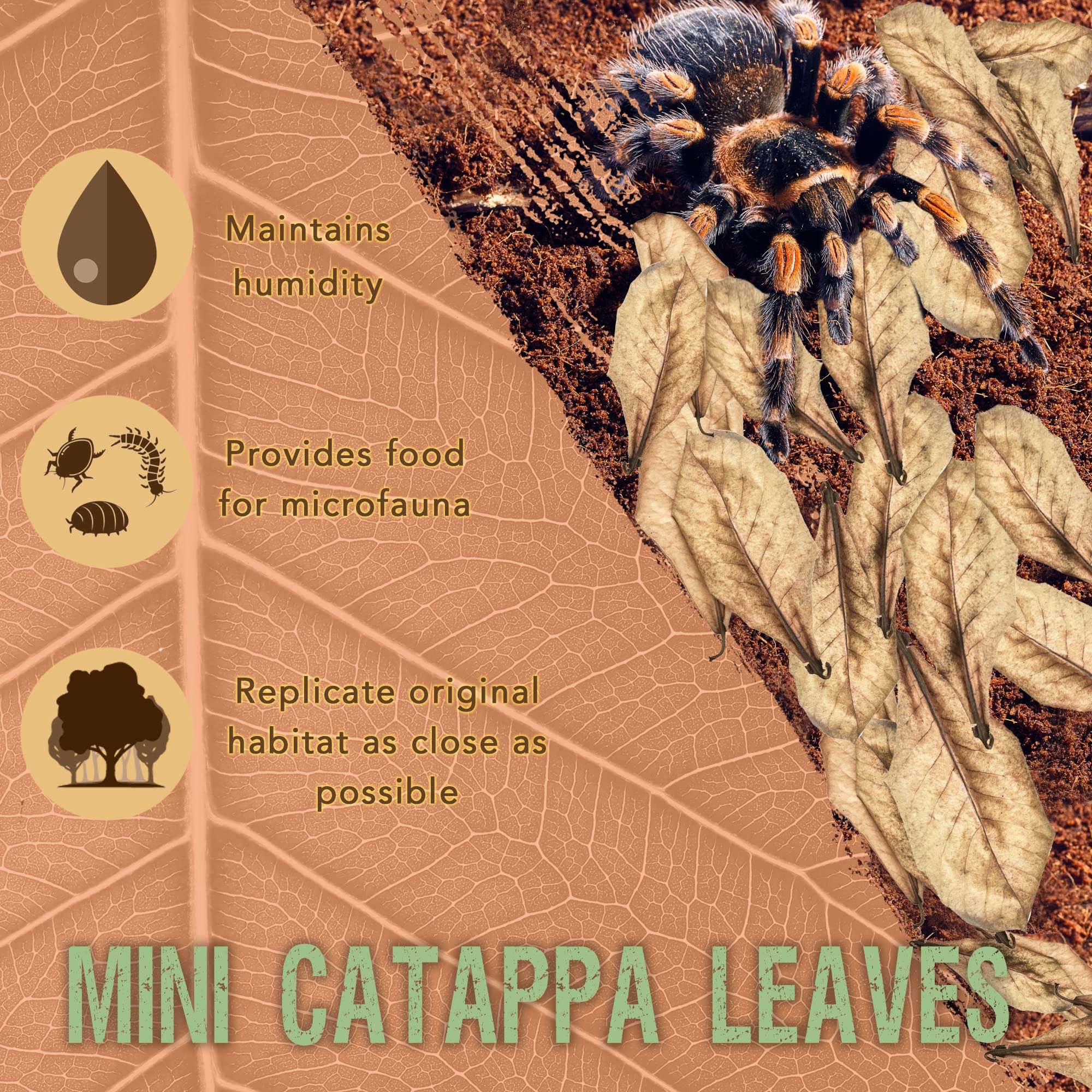 SunGrow Catappa leaves for isopod habitat aid moisture and natural feeding.