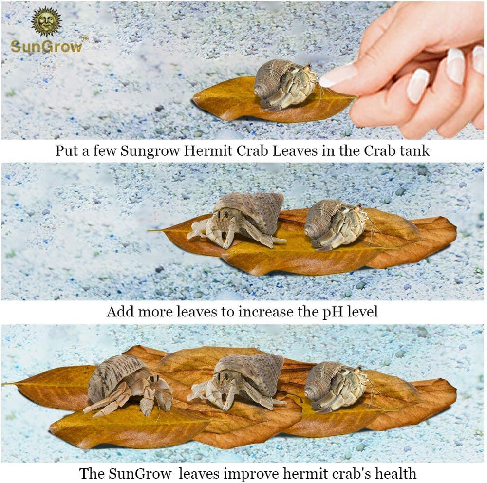 SunGrow catappa leaves nano-tank aesthetic adds subtle decor.