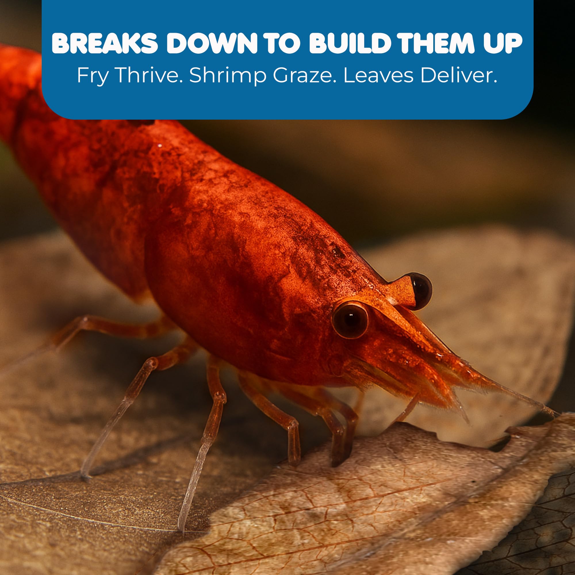 SunGrow Catappa leaves nano-tank display adds subtle color and natural decor