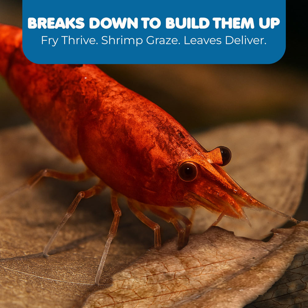 SunGrow Catappa leaves nano-tank display adds subtle color and natural decor