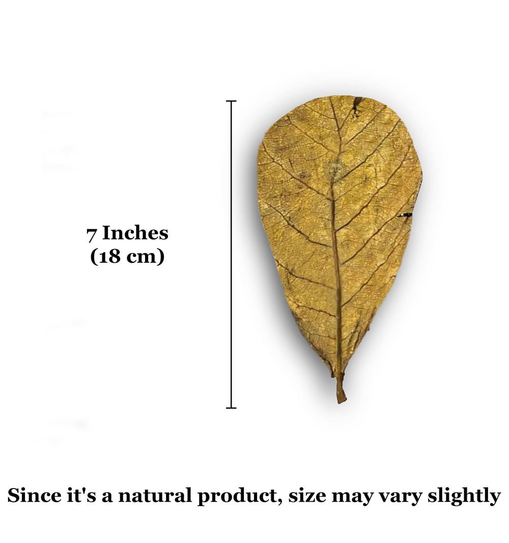 SunGrow catappa leaves natural and unprocessed for tanks.